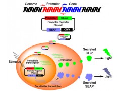 雙熒光素酶報(bào)告基因檢測(cè)服務(wù)